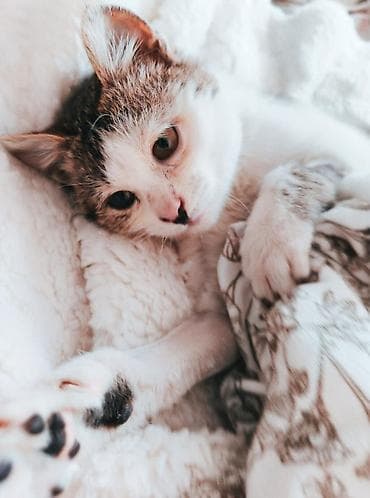 Отдам даром кошку: Кошка даром: Беспородная, 6 месяцев, Мальчик — 3
