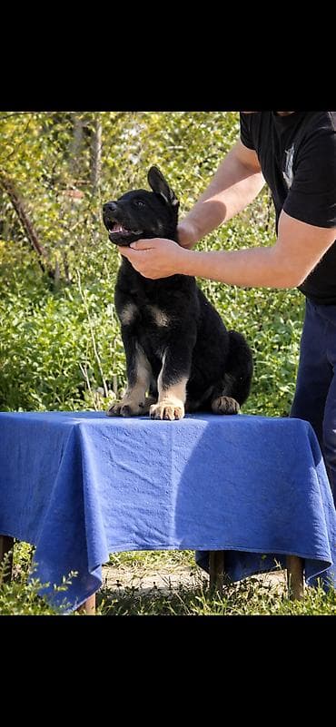 собаки такса: Питомник «Верное Сердце» — щенки восточноевропейской овчарки (ВЕО) — 4