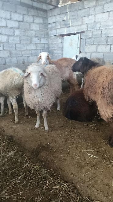 я ищу баран: Продаю | Овца (самка) | Для разведения | Племенные — 6