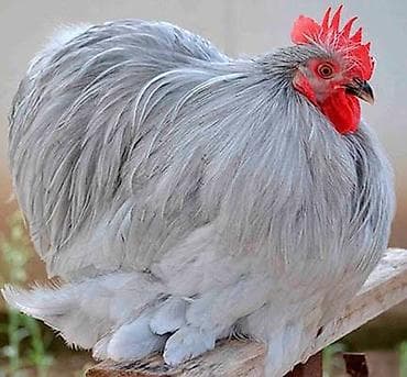 хатико собака: Продаются цыплата Карликовых Декоративных кур КохинХины • Белые • — 2