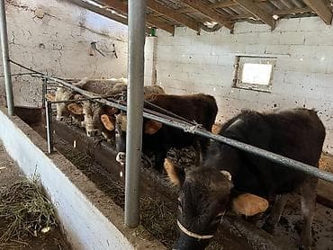 корм для хомяка: Продаю | Бык (самец) | Швицкая — 1