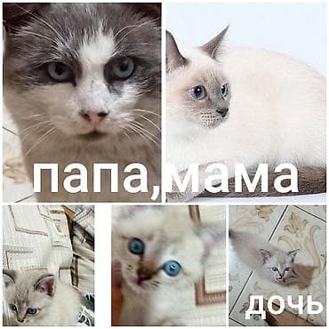 black cat: Котёнок от пары с сиамским окрасом. - В помёте девочка (на фото снизу — 1