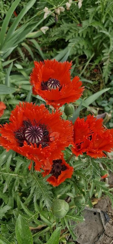 продаю пионы: Саженцы многолетних декоративных растений для сада: - Пион — 3