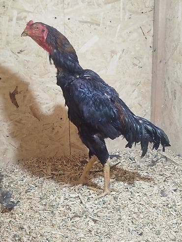 кой беловодский: Продаю | Петух — 7