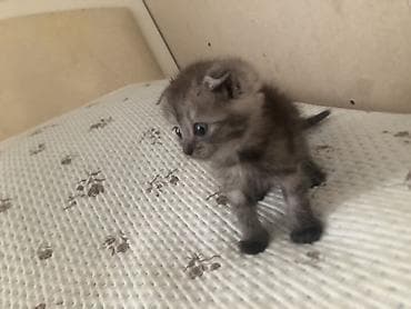 Продажа кошек: Представляем домашнюю кошку, которая может стать прекрасным — 5
