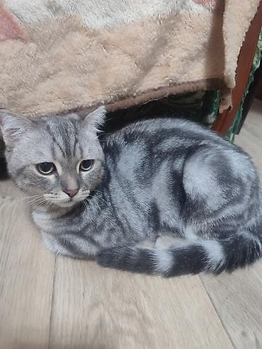 Мышыктар: Скотиш Фолд (Шотландиялык шалпаң кулак), 5 айлык, Эркек — 3
