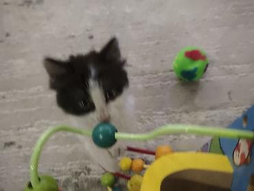 даром котята: Котик отдам бесплатно — 1