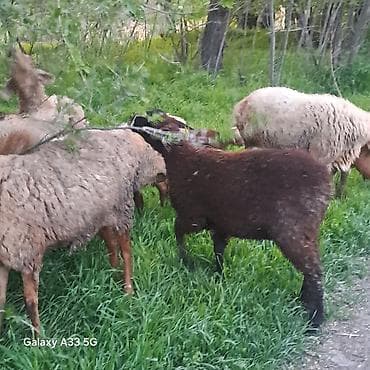 куплю чоп: Продаю | Овца (самка) | Для разведения | Матка — 1