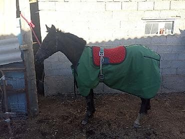 коты бишкек: Сатам | Тай | Англиялык | Көбөйтүү үчүн, Ат спорту — 2