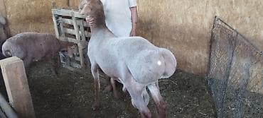 кажи сай: Кочкор сатылат линия Гермес,2 тиш,бою 96см, козулары дагы бар сатылат — 4
