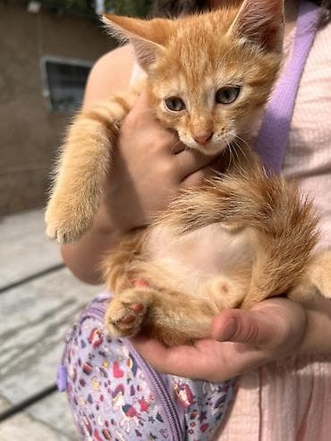 Два котёнка - Рыжий котёнок: короткошёрстный, спокойный, янтарные