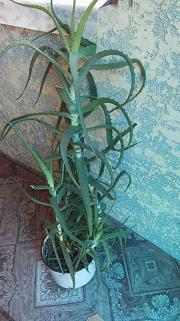 Алоэ древовидное (Aloe arborescens) в Белаводск . 7 лет растили - — 4