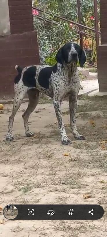 Вязка собак: Курцхаар, 1 год, Самец — 4