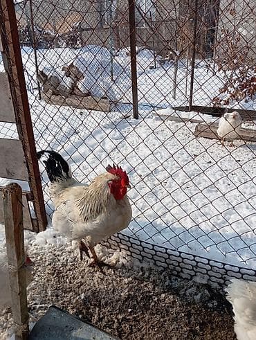 Зоотовары: Продаю | Петух | Для разведения — 3