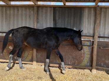 Грызуны: Продаю | Жеребец | Конный спорт — 4