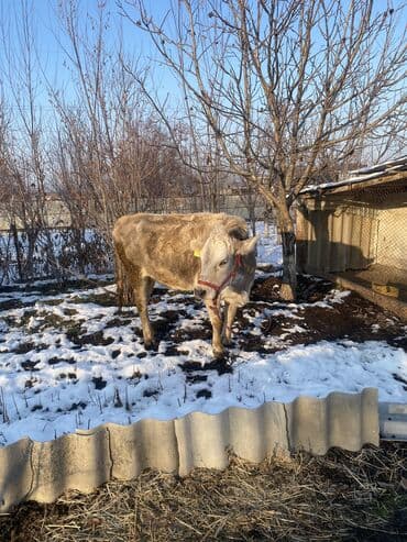 Уйлар, букалар: Сатам | Уй (ургаачы), Бука (эркек), Кунаажын | Аргын | Сүт алуу үчүн | Жасалма жол менен боозутуу, Бооз, Жасалма уруктандырылган — 7