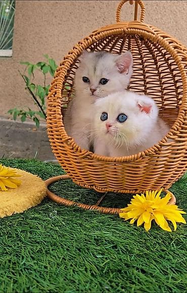 Животные: Предлагаем чистопородных малышей. Шотландские котята — 4