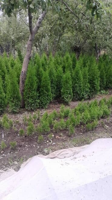 зеркало с подсветкой цена бишкек: Саженцы деревьев: Туи — 2
