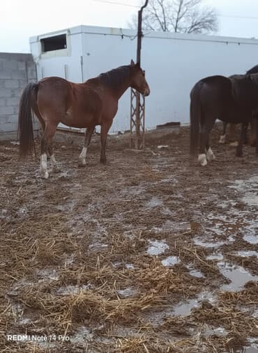 кормовая соль для животных: Продаю | Кобыла (самка) | Для разведения | Мерин — 1