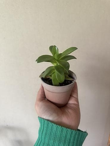 Үй жана бакча: Комнатные растения в горшках (набор из 2) 1) Молодой цитрус (вероятно — 2