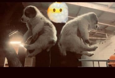 купить щенка французского бульдога: Алабай, 1 айлык, Ургаачы, Эмделген, Ит тегин тастыктоочу документ — 2