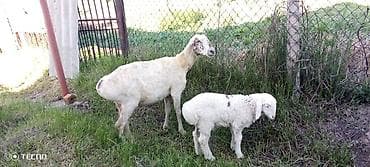 баран живой: Продаю | Ягненок, Баран (самец) | Для шерсти — 4