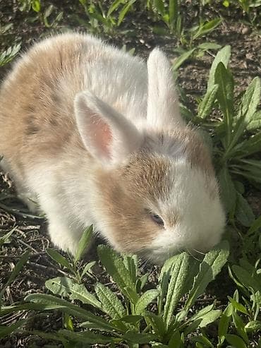 ак коён: Кролики декоративные, молодые - Описание: ручные пушистые малыши с — 4