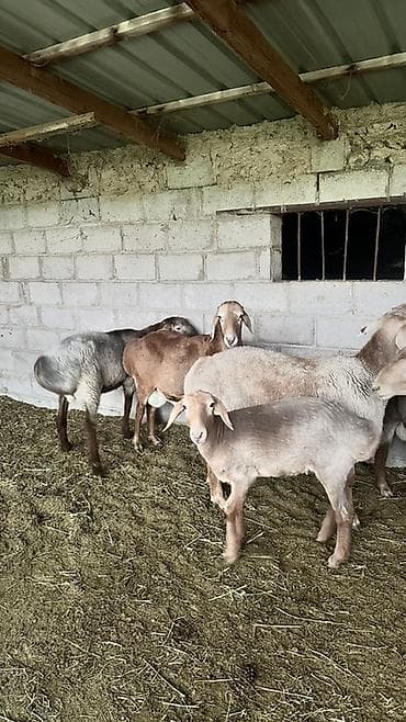 боос кой: Продаю | Овца (самка) | Эдильбаевская | На забой | Матка — 1