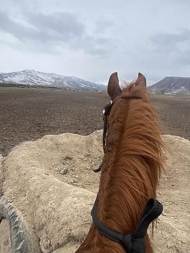 простые куры: Продаю | Жеребец | Полукровка | Конный спорт | Осеменитель — 3