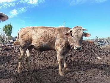 кой овца: Продаю | Бык (самец) — 1