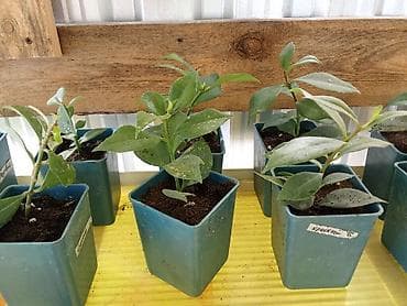 фикус пумила: Бугенвиллея и молочай Миля (Euphorbia milii) — комнатные/балконные — 10