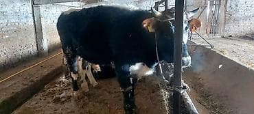 быки токмок: Продаю | Бык (самец) — 1