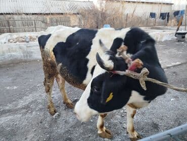 индук сатам: Продаётся молодая молочная и стельная коровы — 2