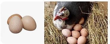 Продаю яйца цесарки .по 120 сом одно яйцо обращаться по номеру