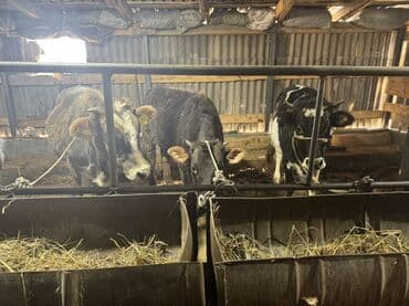 дойних коров: Продаю | Тёлка | Полукровка | На откорм | Привязанные — 5