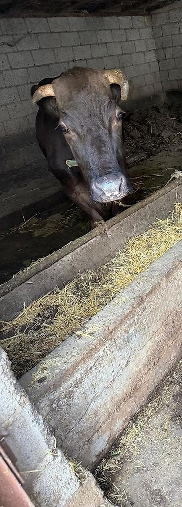 пародистые каровы: Продаю | Корова (самка) | На откорм — 2