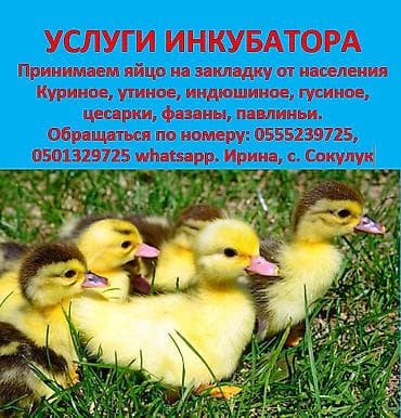 индюк яйца: Услуги инкубатора принимаем яйцо на закладку от населения куриное — 1