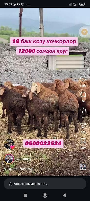 стрижка на дому: Сарай арендага алабыз — 2