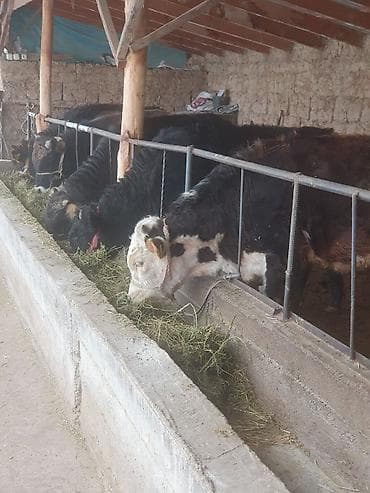 дакан сатылат: Сатам | Бука (эркек) — 10