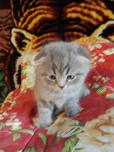 где купить кошку: Шотландский вислоухий котёнок (Scottish Fold) - Окрас: серебристый — 3