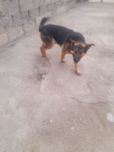 акустические системы joyroom колонка в виде собак: Немецкая овчарка, 1 год, Самец — 2