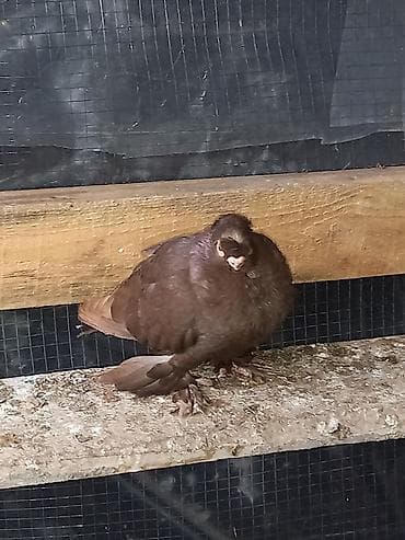 дикий голуб: Порода голубку ореховый двухчубую малоносою декоративный пухогрудый — 4