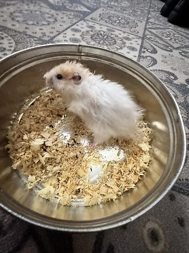 корм для хомяка: Хомячки декоративные от 300сомов и выше - В наличии джунгарики — 3