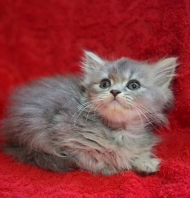 шотландская кошка прямоухая: Скотиш Страйт (Шотландская прямоухая), 2 месяца, Мальчик, Приучена к лотку, Проглистована — 9