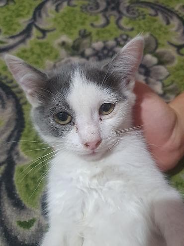 котяти: Котята в добрые руки бесплатно. Очень ласковые и дружелюбные котята — 5