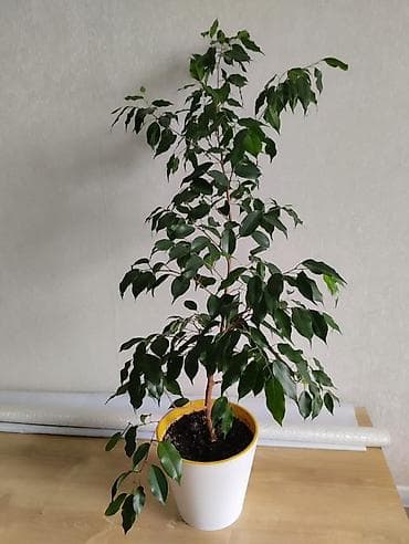 Фикус Бенджамина в горшке - Вид: Ficus benjamina (комнатное
