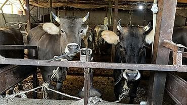 ангус бычки: Продаю | Бык (самец) | Полукровка | На откорм | Привязанные — 2