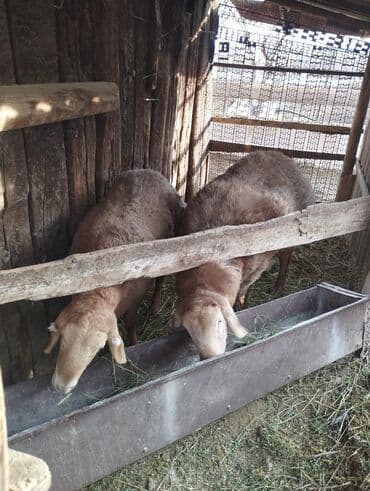 срочно продаю в связи с переездом: Продаю | Баран (самец) — 3