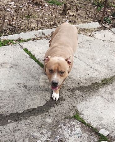 Вязка: Амстафф, Самец, 4 года, С родословной