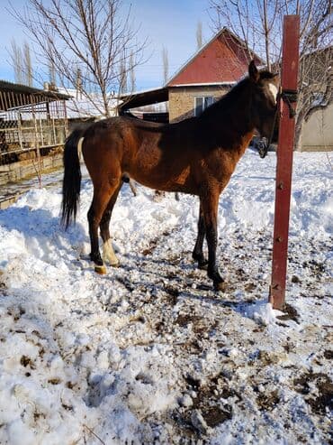 продажа щенков немецкой овчарки с документами в бишкеке: Продаю | Жеребенок | Конный спорт — 9